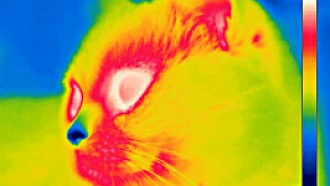 Термограмма кошки