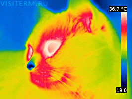 Термограмма кошки